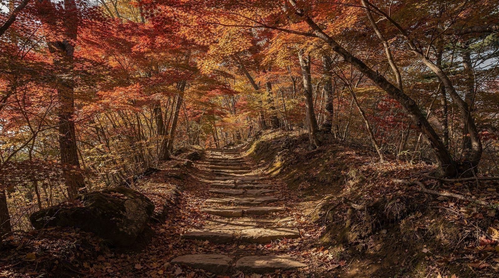 Busan autumn foliage guide: best spots and peak timing