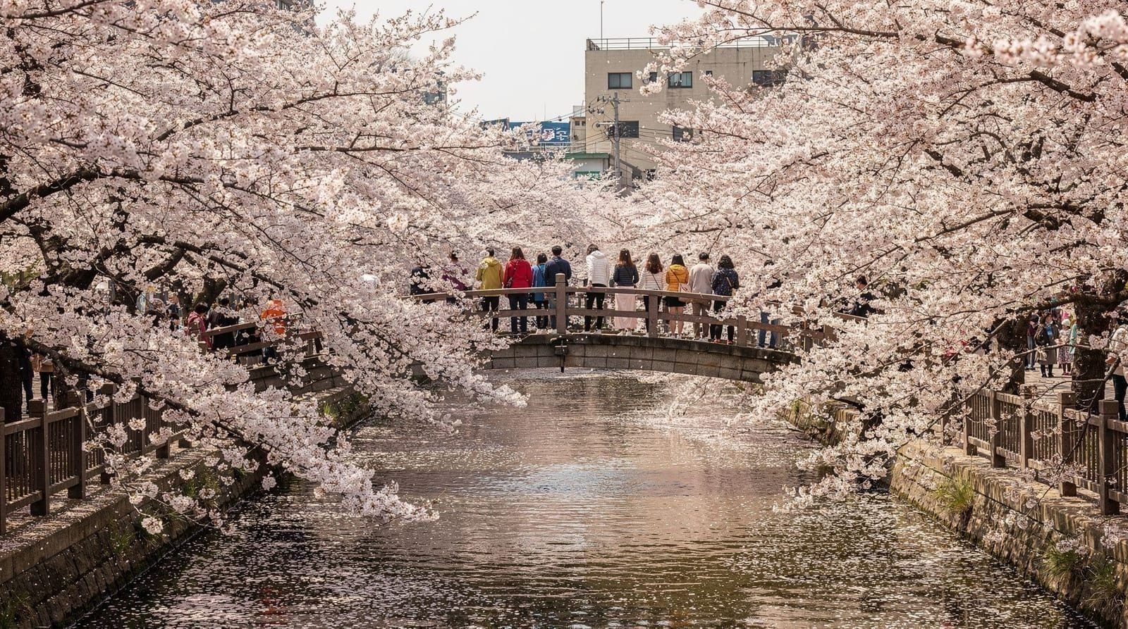 Jinhae Cherry Blossom Day Trip from Busan: Gunhangje Festival guide