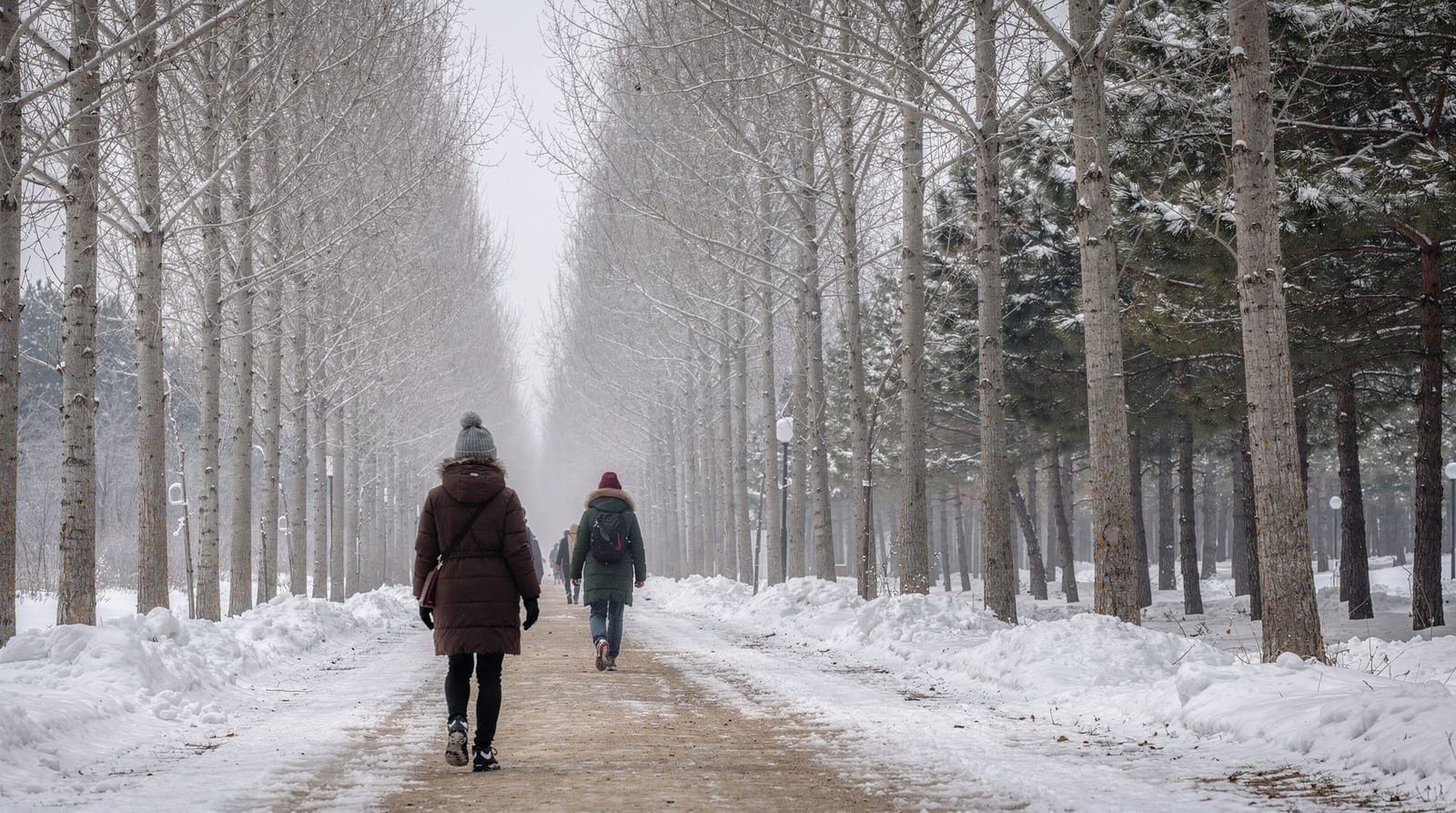 Nami Island from Busan: Honest Guide (It's Not a Day Trip)