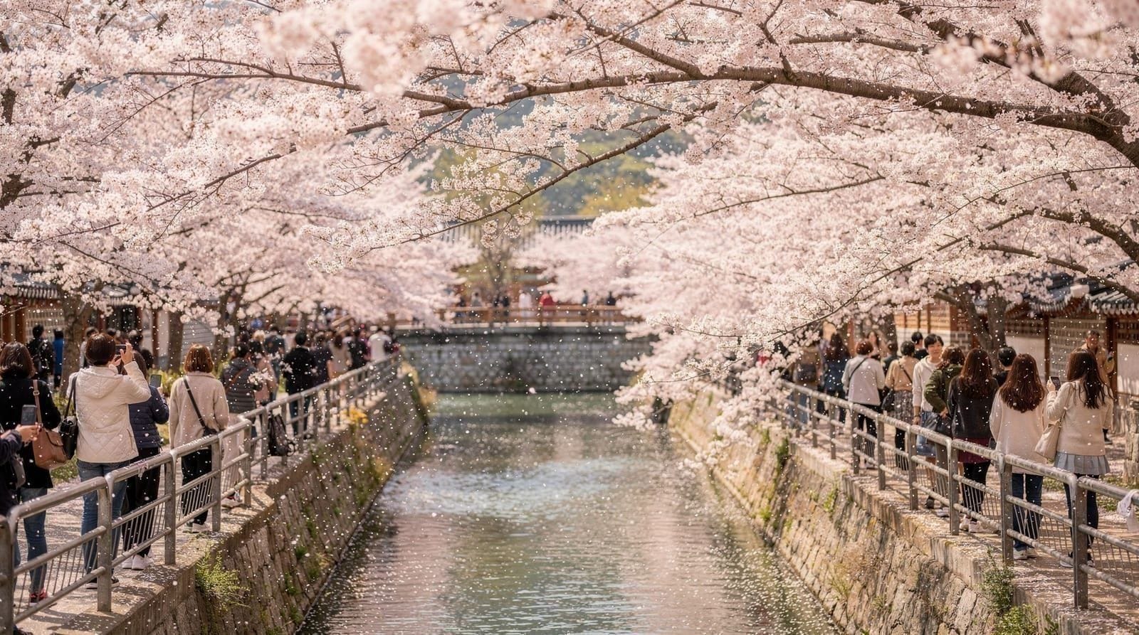 Busan Cherry Blossom Itinerary: 3 Days in Full Bloom